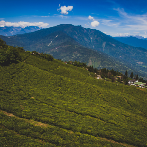 Assam
